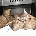 Koty do adopcji #adopcja #adopcje #Gliwice #kocięta #kot #kotki #koty #pomoc #przygarnę #schronisko #zaadoptuję #zwierzęta
