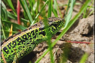 i znowu piękny samiec zwinki #jaszczurka #gad #zwinka #makro