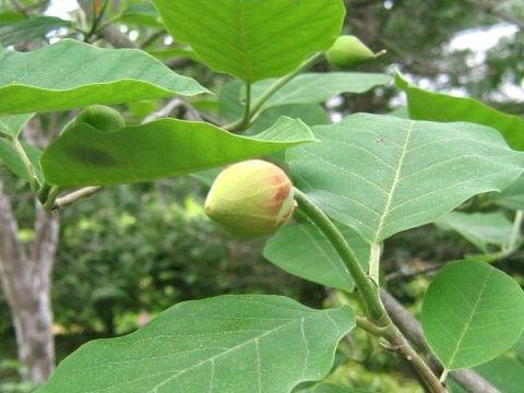 magnolia siebolda