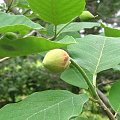 magnolia siebolda