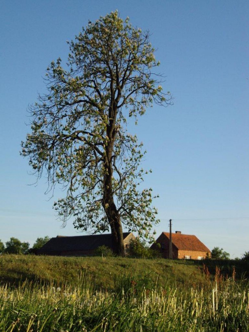 "drzewa umierają stojąc".... #drzewo #kasztanowiec #dom #wieś #natura