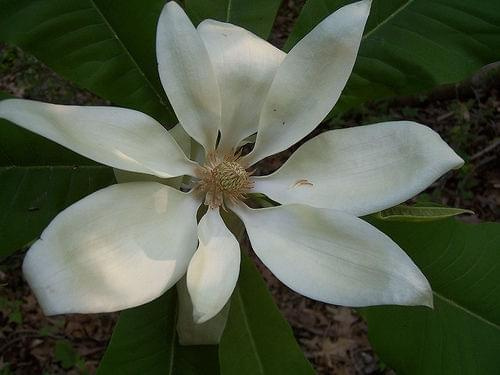 magnolia parasolowata