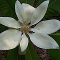 magnolia parasolowata