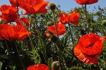 makowe panienki z mojego ogródka:) #mak #kwiat #ogród #maj #natura