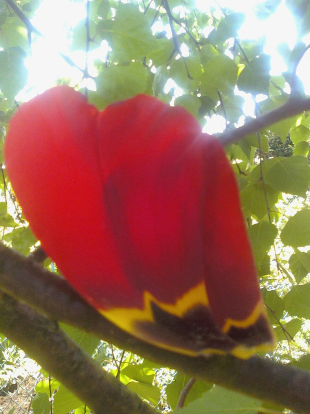 #płatek #tulipan #drzewo #ogród #światło #kwiat #kwiaty