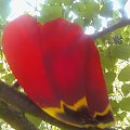 #płatek #tulipan #drzewo #ogród #światło #kwiat #kwiaty