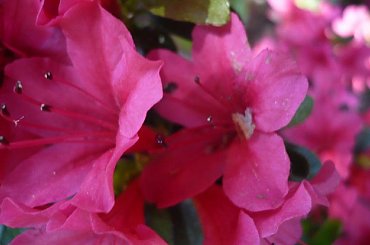 rododendrony :):) #kwiaty #azalie #rododendrony #arboretum