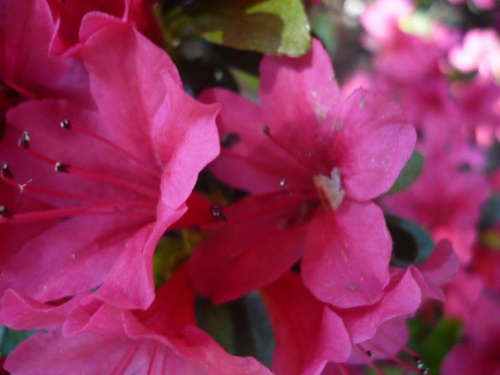 rododendrony :):) #kwiaty #azalie #rododendrony #arboretum