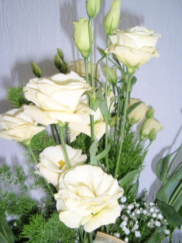 Eustoma