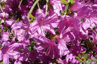 rododendrony i azalie #kwiaty #arboretum #rododendrony