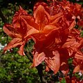 rododendrony i azalie #kwiaty #arboretum #rododendrony