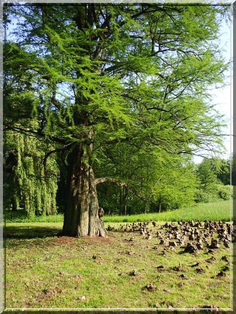 Cypryśnik błotny #drzewo #roślina #iglak #CypryśnikBłotny