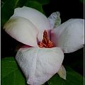 kolejna Magnolia;D #Magnolia #kwiat #makro #ParkWKórniku