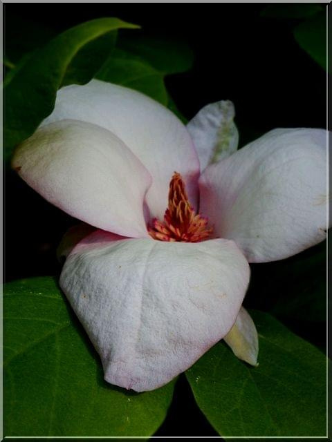 kolejna Magnolia;D #Magnolia #kwiat #makro #ParkWKórniku