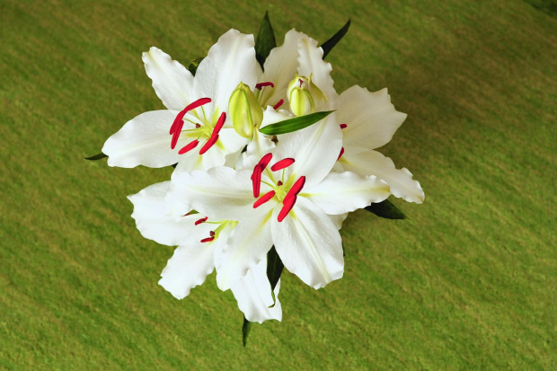 Lilia biała
zwana też lilią św. Antoniego