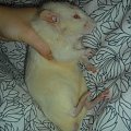 Tulio z Borysem #rat #rats #szczur #szczury