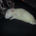 Tulio z Borysem #rat #rats #szczur #szczury