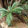 Palma #Teneryfa #palma #egzotyczne #roślinki #JunglePark