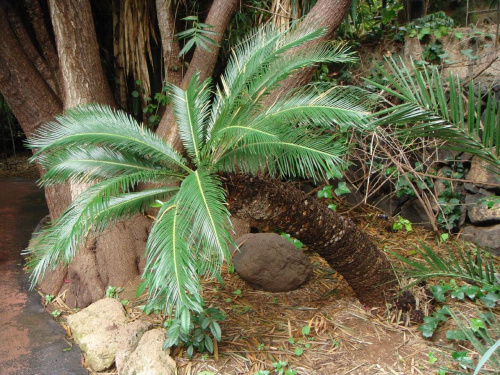 Palma #Teneryfa #palma #egzotyczne #roślinki #JunglePark