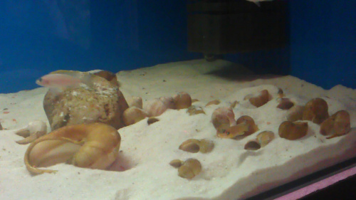 Lamprologus caudopunctatus Kapamp i Lamprologus ocellatus Gold
