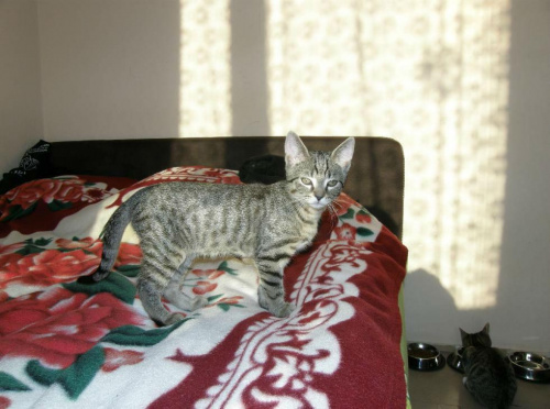 Szaruś