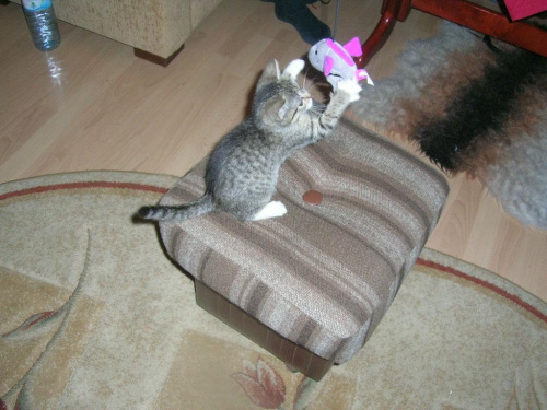 Koty do adopcji #adopcja #adopcje #Gliwice #kocięta #kot #kotki #koty #pomoc #przygarnę #schronisko #zaadoptuję #zwierzęta