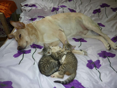 Koty do adopcji #adopcja #adopcje #Gliwice #kocięta #kot #kotki #koty #pomoc #przygarnę #schronisko #zaadoptuję #zwierzęta