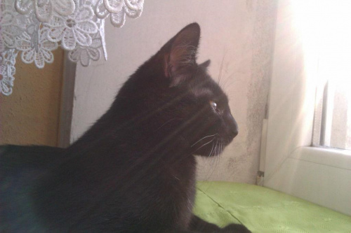 Koty do adopcji #adopcja #adopcje #Gliwice #kocięta #kot #kotki #koty #pomoc #przygarnę #schronisko #zaadoptuję #zwierzęta