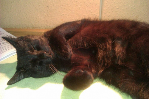 Koty do adopcji #adopcja #adopcje #Gliwice #kocięta #kot #kotki #koty #pomoc #przygarnę #schronisko #zaadoptuję #zwierzęta