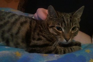 Koty do adopcji #adopcja #adopcje #Gliwice #kocięta #kot #kotki #koty #pomoc #przygarnę #schronisko #zaadoptuję #zwierzęta