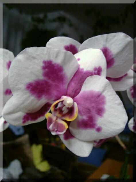 Phalaenopsis