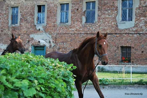 2009.05.21 Trening w Stodołach