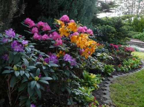 Rhododendrony i azalie