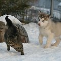 Alaskan Malamute