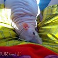 #szczur #gem #james #artur #rat