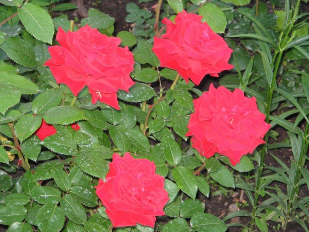 Troche kwiatów z roku 2005 #działka #róże #liliowce #klematisy #floksy #krzewuszki #lilie
