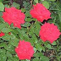 Troche kwiatów z roku 2005 #działka #róże #liliowce #klematisy #floksy #krzewuszki #lilie