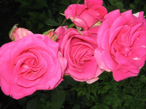 #działka #róże #liliowce #klematisy #floksy #krzewuszki #lilie