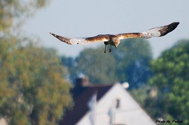 Będzie atakował #Kania #jastrząb #sroka #drapiżnik #ptak