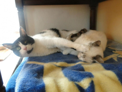 Koty do adopcji
