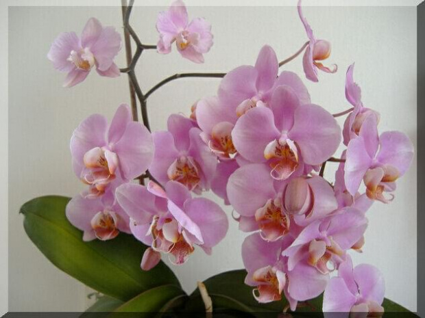 Phalaenopsis