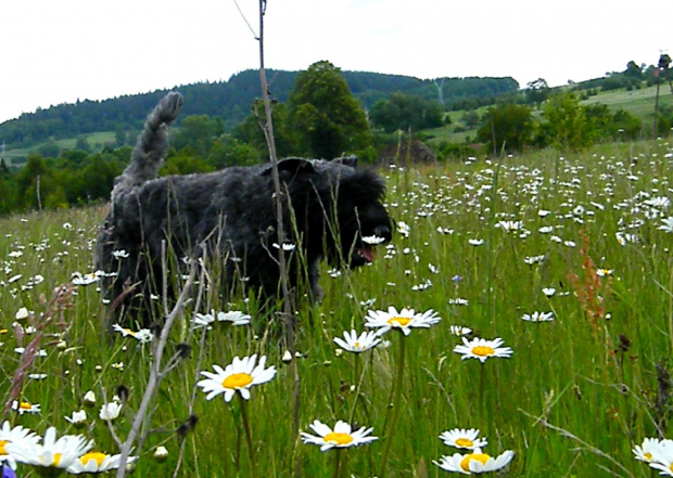 wiosenne harce Pyzy,Dyzia i Lejdiś z Breldream #BouvierDesFlandres #breldream