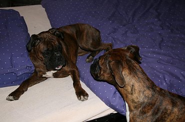 Ej no! Dzicz! Złaź stąd! #bokser #dom #Dzicz #Lola #nowy