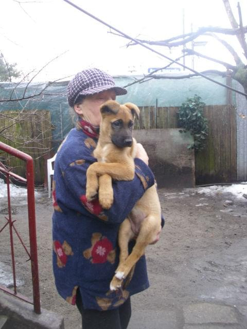Gaja to śliczna, ok. 3-miesięczna sunia, mieszaniec boksera z owczarkiem niemieckim. Jest wesoła, otwarta – trochę wacha się przy pierwszym kontakcie, ale wystarczy chwila, żeby się z nią zaprzyjaźnić #PiesSzczeniakSuniaAdopcja