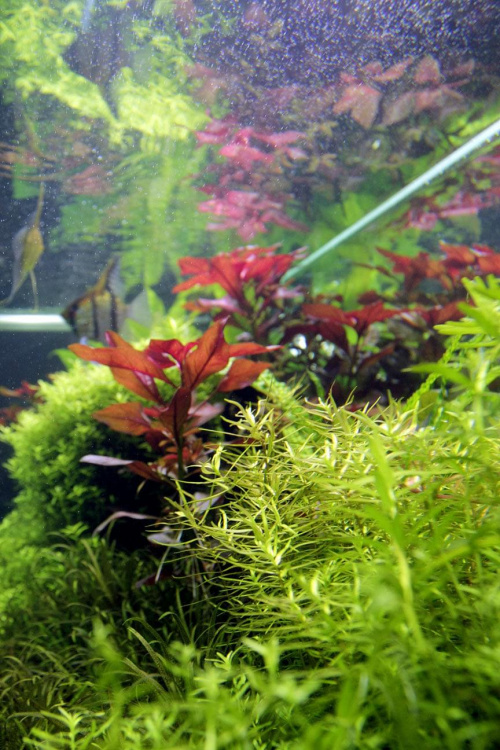 akwarium roślinne - 240L #AkwariumRoślinne