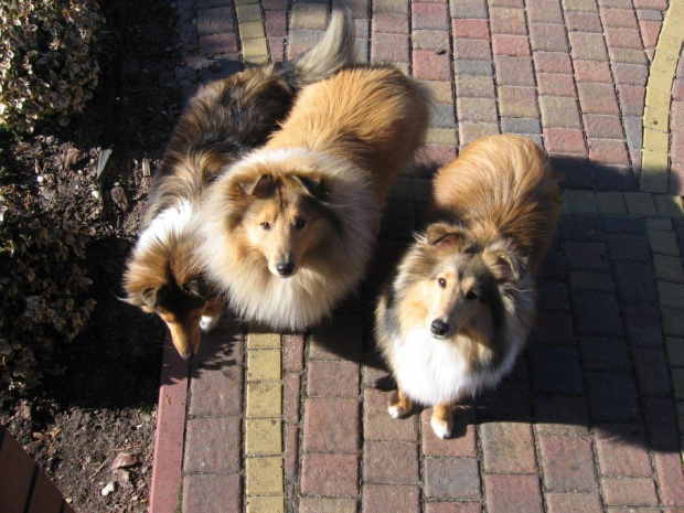 SHELTIE, OWCZAREK SZETLANDZKI,AMBER SUN FCI, FADO #SHELTIE #OWCZAREKSZETLANDZKI #AMBERSUNFCI #FADO