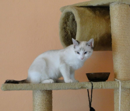 Koty do adopcji #adopcja #adopcje #Gliwice #kocięta #kot #kotki #koty #pomoc #przygarnę #schronisko #zaadoptuję #zwierzęta