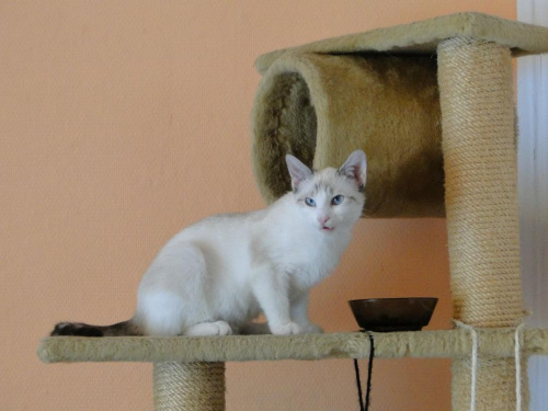 Koty do adopcji #adopcja #adopcje #Gliwice #kocięta #kot #kotki #koty #pomoc #przygarnę #schronisko #zaadoptuję #zwierzęta