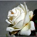 róża.. kilka perełek z mojego ogródka #róża #BiałaRóża #kwiat #ogród