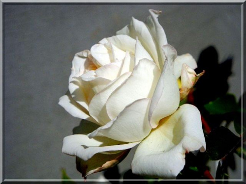 róża.. kilka perełek z mojego ogródka #róża #BiałaRóża #kwiat #ogród